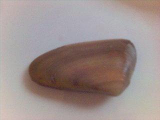 mariscal